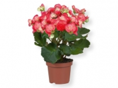 Begonia 2.99 €