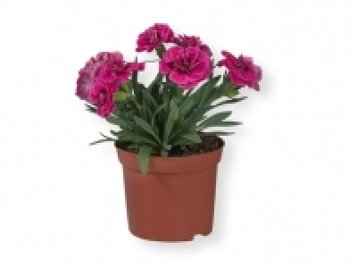 Clavel 1.19 €