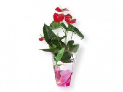 Plantas con flor 7.99 €