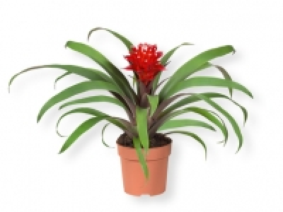 Bromelia 4.99 €