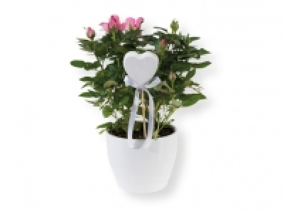 Rosal y Kalanchoe 5.99 €