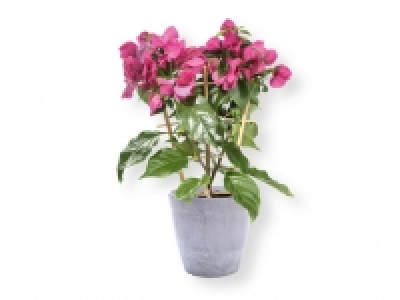 Buganvilia en espaldera 5.99 €