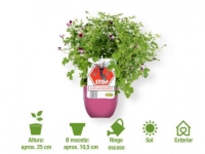 Geranio antimosquitos 1.99 €