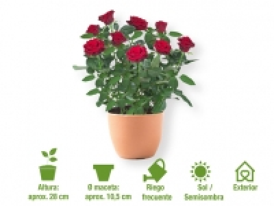 Rosal 1.99 €