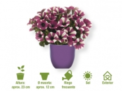 Petunia 1.79 €
