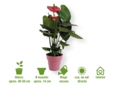 Anturio 5.99 €