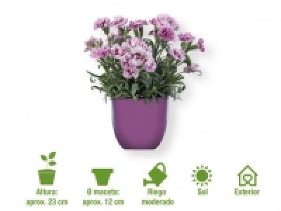 Clavel 1.69 €