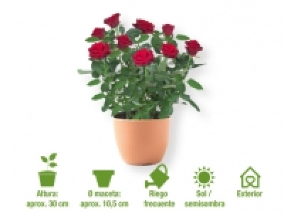 Rosal 1.49 €