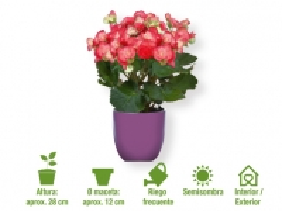 Begonia 2.49 €