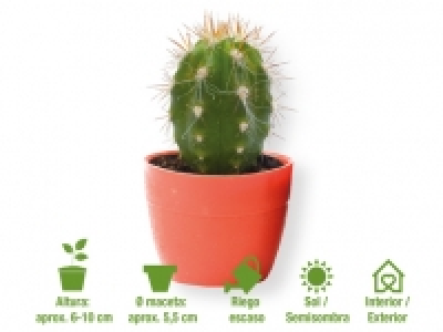 Cactus 0.99 €