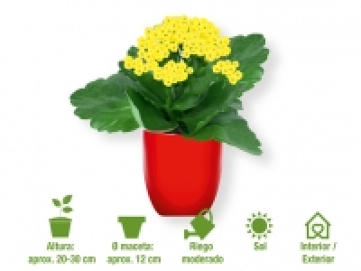 Kalanchoe 1.99 €