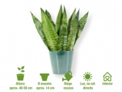 Sansevieria 6.99 €
