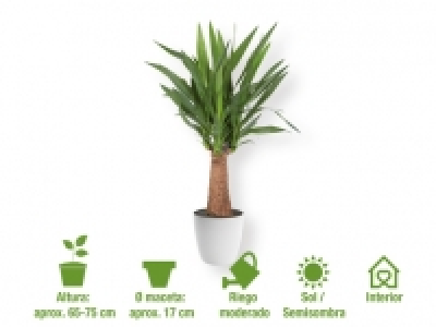 Plantas de interior 5.99 €
