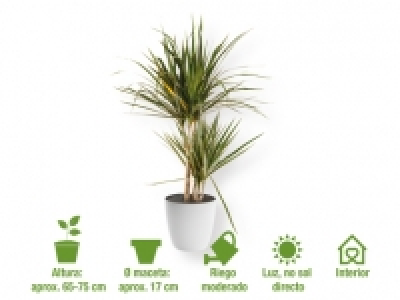 Drácena marginata 5.99 €