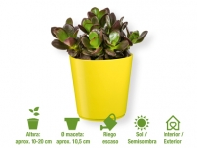 Suculentas 1.99 €