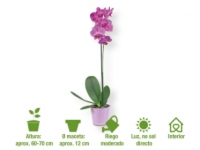 Phalaenopsis 5.99 €