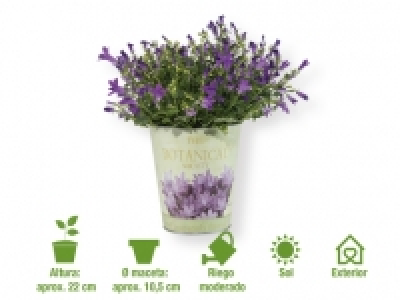 Campanula 2.99 €