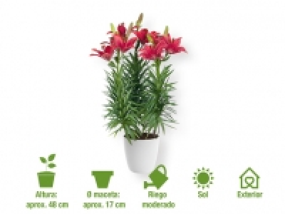 Lirio asiático 3.99 €