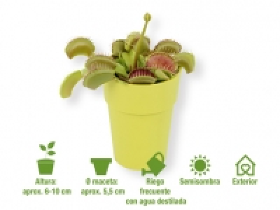 Lidl  Planta carnívora