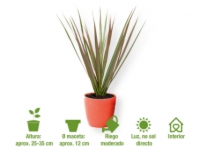 Plantas de interior 2.49 €