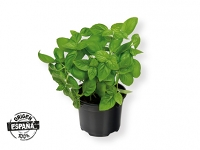 Hierbas aromáticas 0.59 €