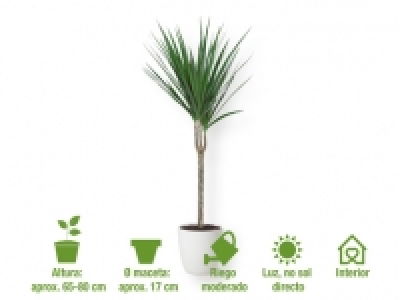 Plantas de interior 4.99 €