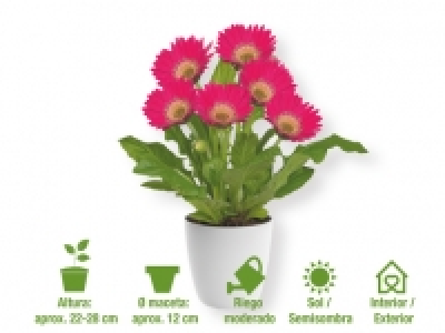Plantas con flor 2.49 €