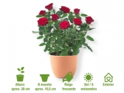 Rosal 1.69 €