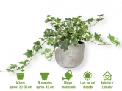 Plantas trepadoras 2.49 €