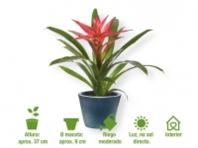 Lidl  Bromelia