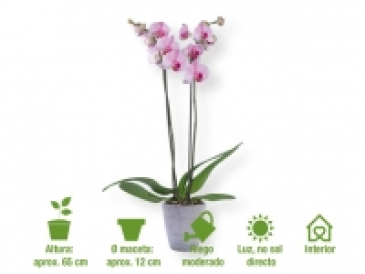 Orquídea 7.99 €