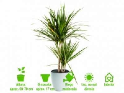 Drácena marginata 4.99 €
