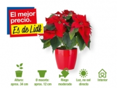 Flor de Pascua 2.99 €