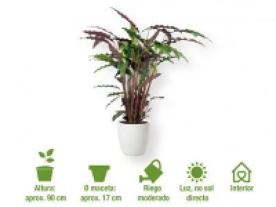 Planta de interior 5.99 €