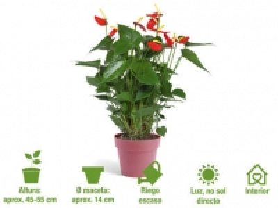 Anturio 5.99 €