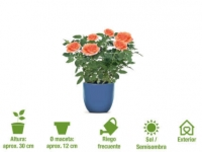 Rosal 2.49 €