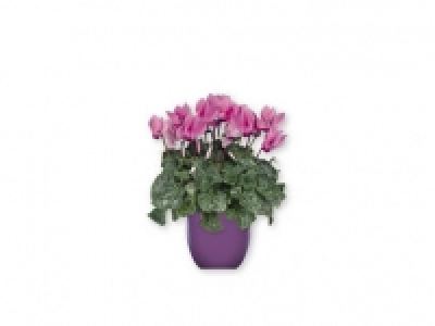 Ciclamen 2.99 €