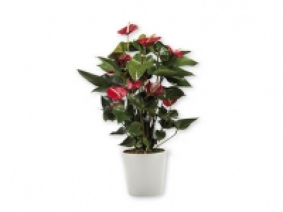 Anturio 8.99 €