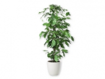 Planta de interior 4.99 €