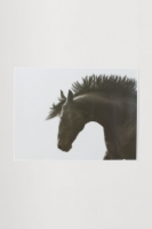  Póster 3.99 €