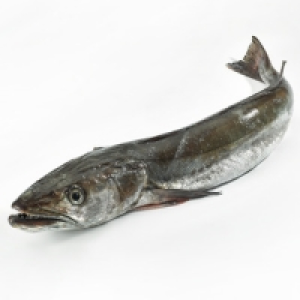 Merluza de pincho por medios o enteros peso pieza 3-4 kg