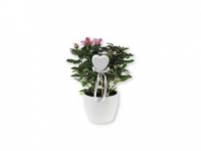 Rosal y kalanchoe 5.99 €