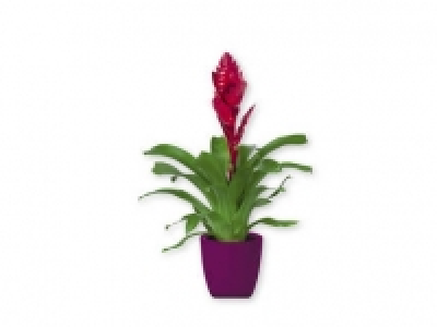 Lidl  Vriesea / Guzmania