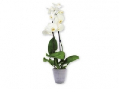 Orquídea 7.99 €