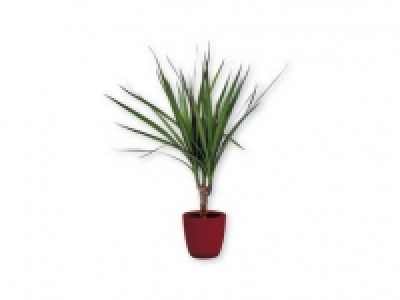 Drácena marginata 2.49 €