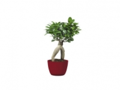 Ficus ginseng 6.99 €
