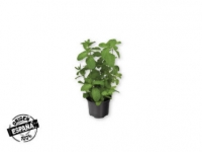 Hierbas aromáticas 0.59 €