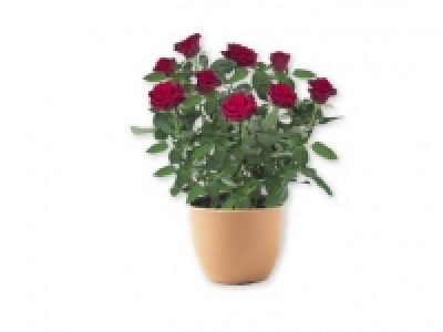 Rosal 2.99 €