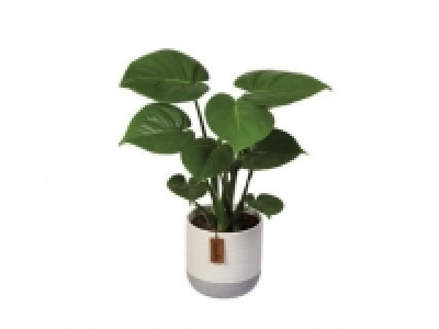 Plantas verdes 4.99 €