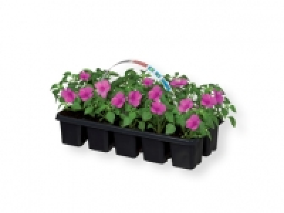 Planta de temporada 2.99 €